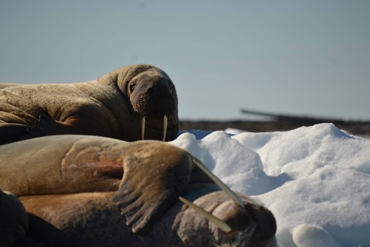 Russia's Far East & Wrangel Island