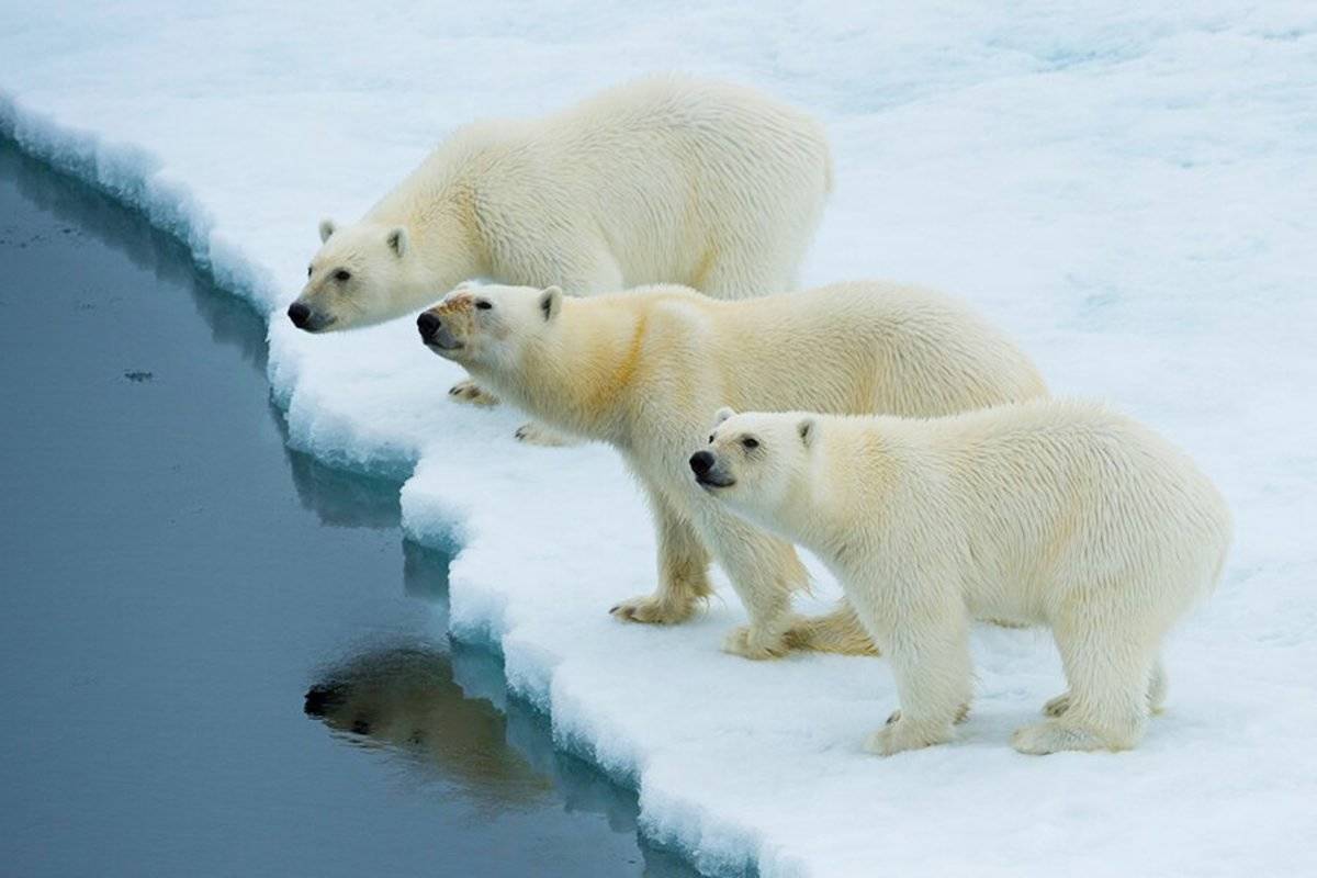 North Spitsbergen - In Search of Polar Bear & Pack Ice