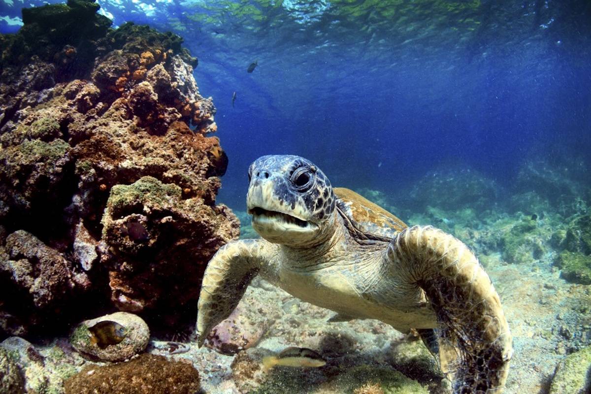 Diving at Wolf and Darwin Islands