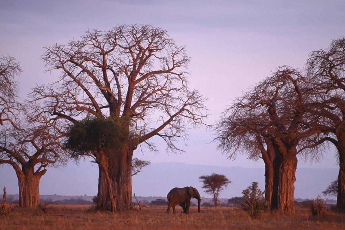 Simba Safari: Tanzania (Sopa Safari Lodges)