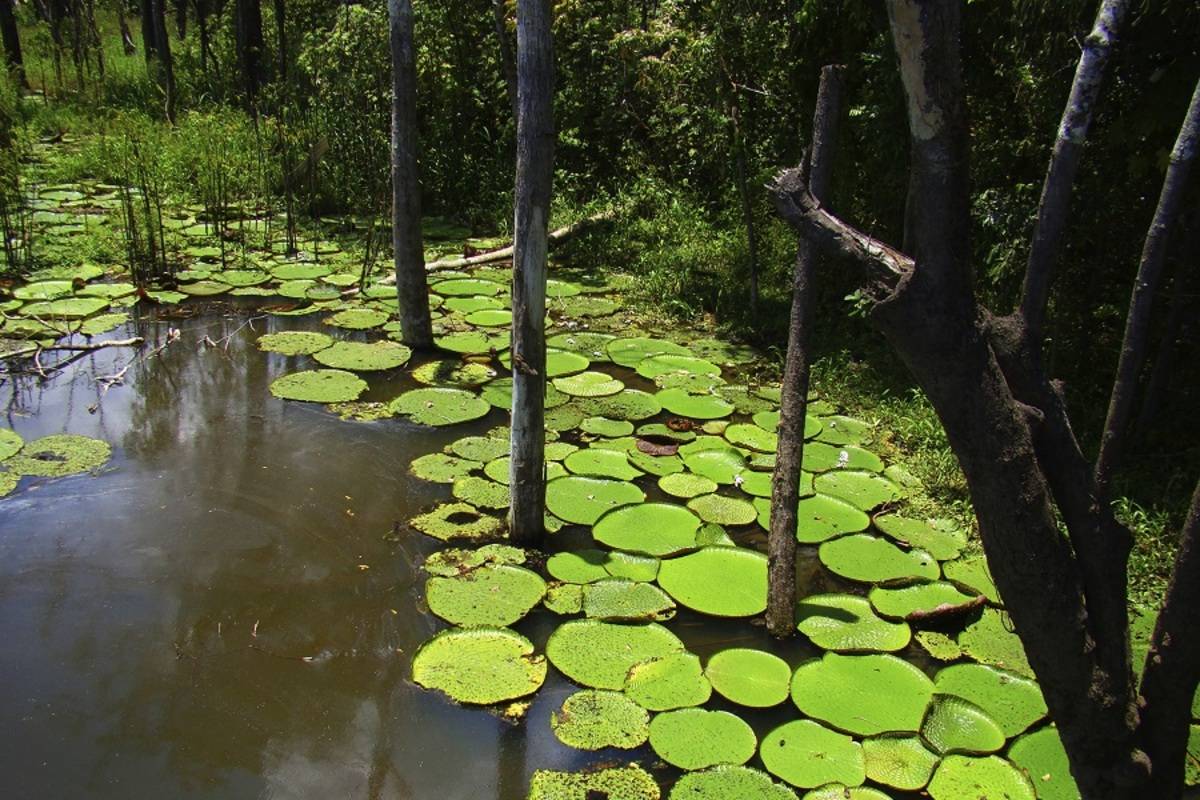 Pacaya Samiria Amazon Cruise - High Water Season