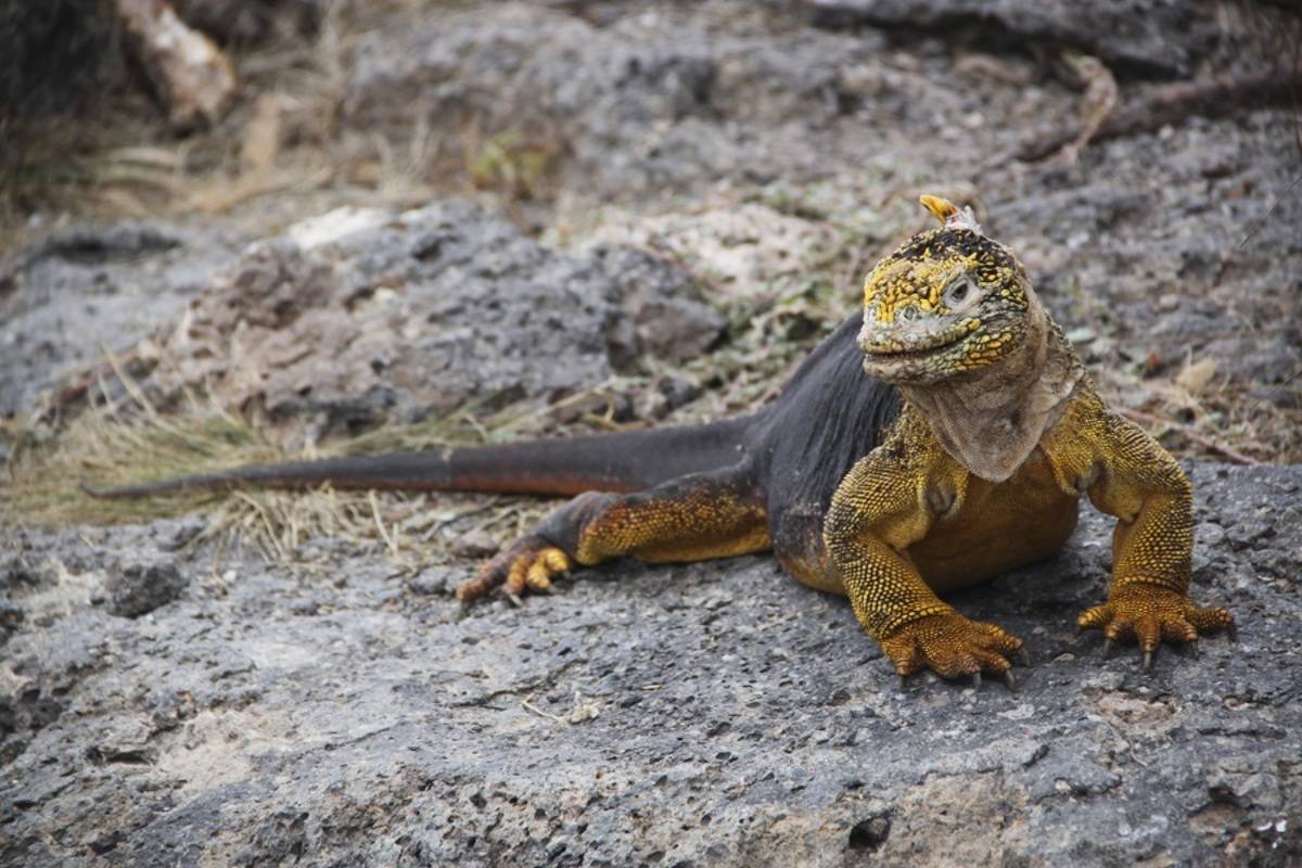 Southern & Eastern Galapagos Islands