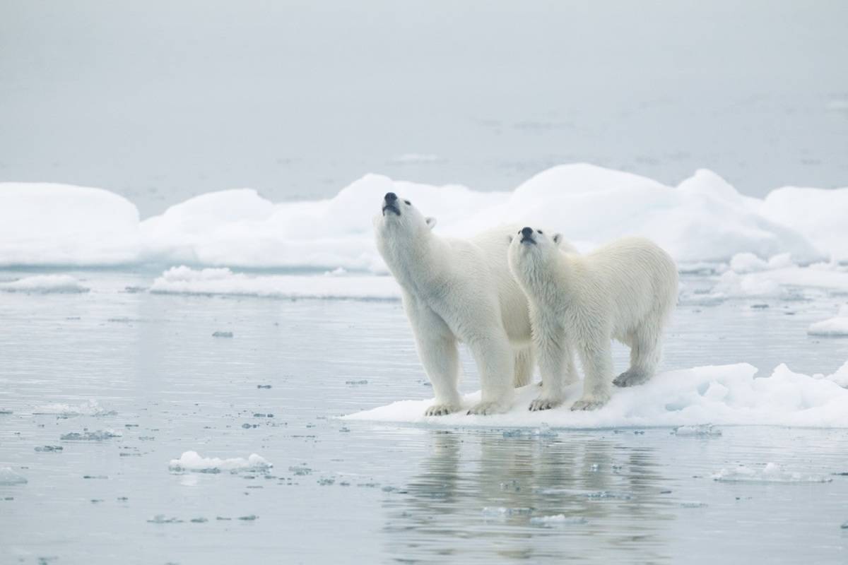 Around Spitsbergen - In the Realm of Polar Bear & Ice