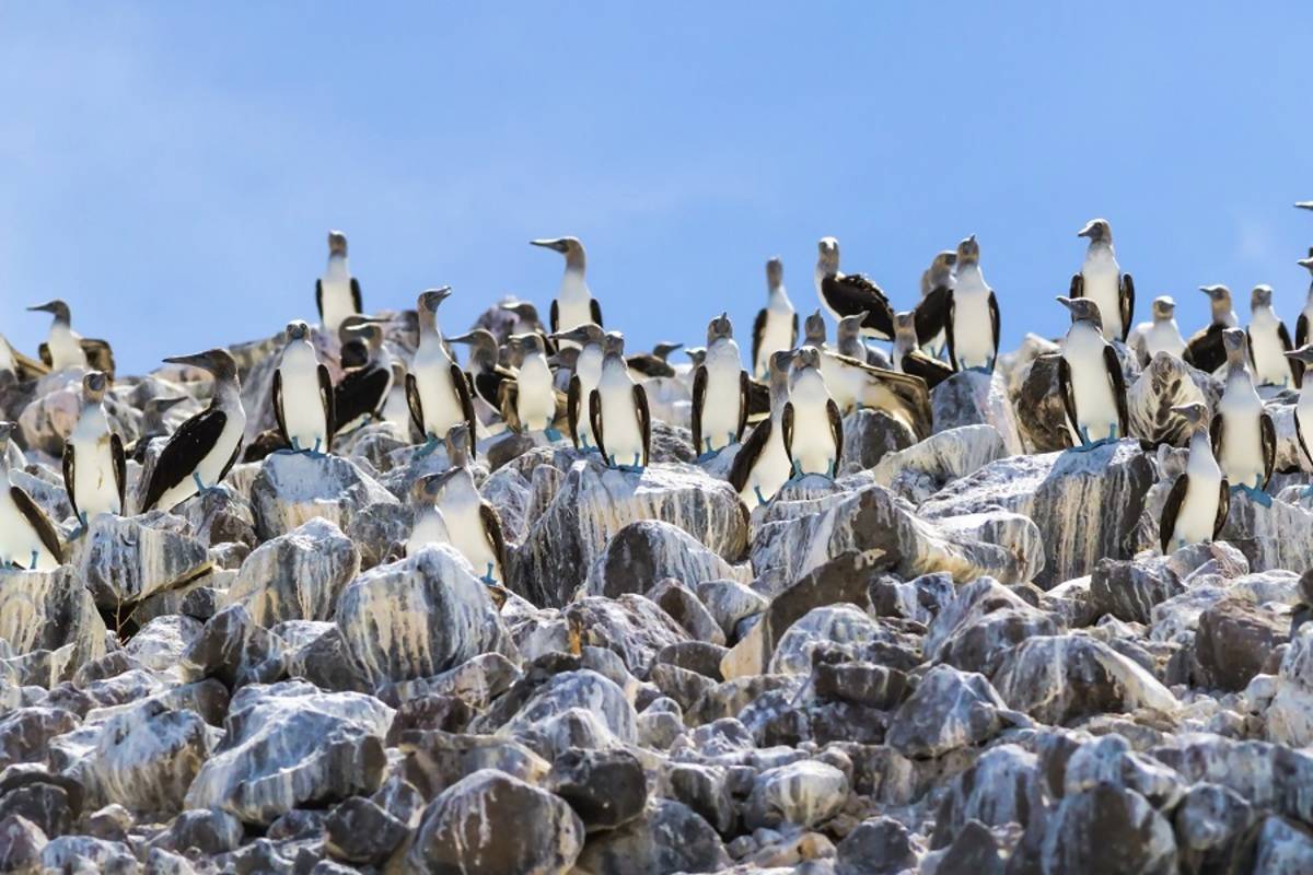 Western Galapagos Islands