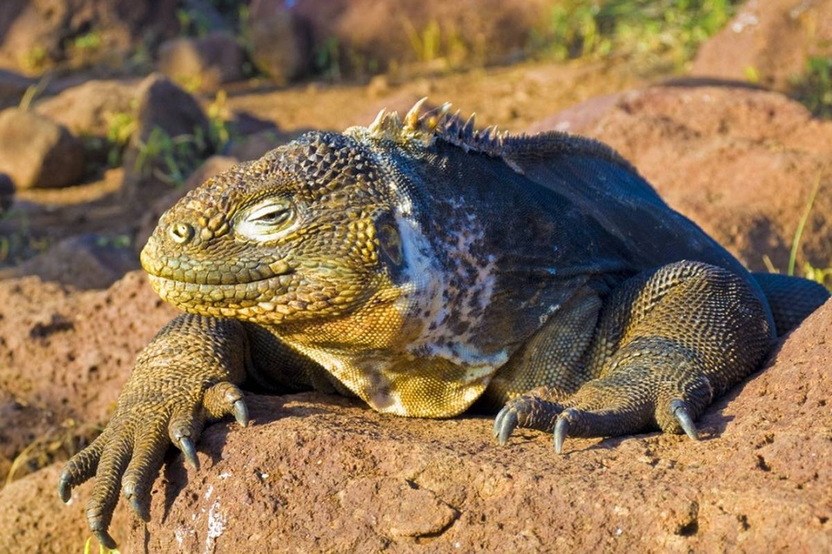 Western Galapagos Islands (B)