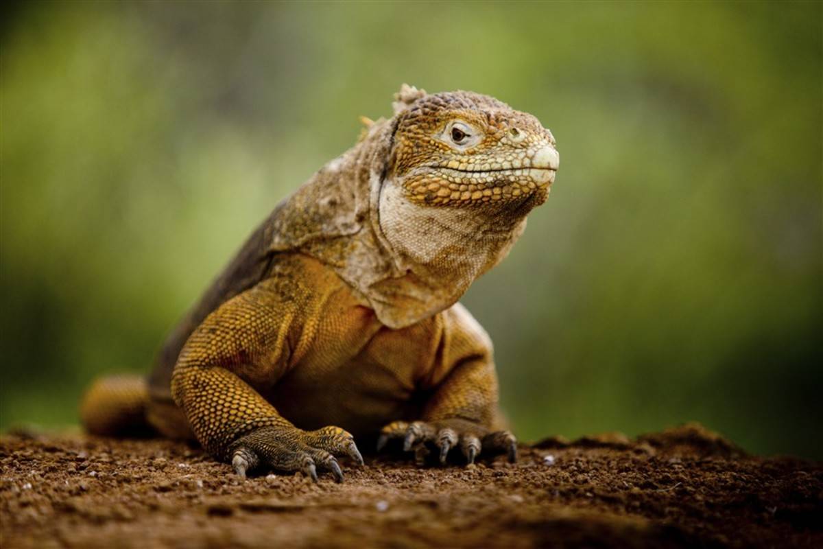 Southern Galapagos Islands (C)