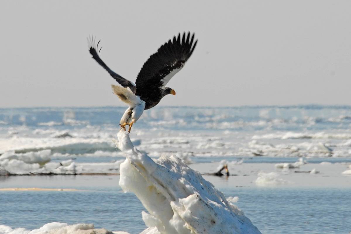 Sea of Okhotsk - Seals, Seabirds and a Legacy of Sorrow