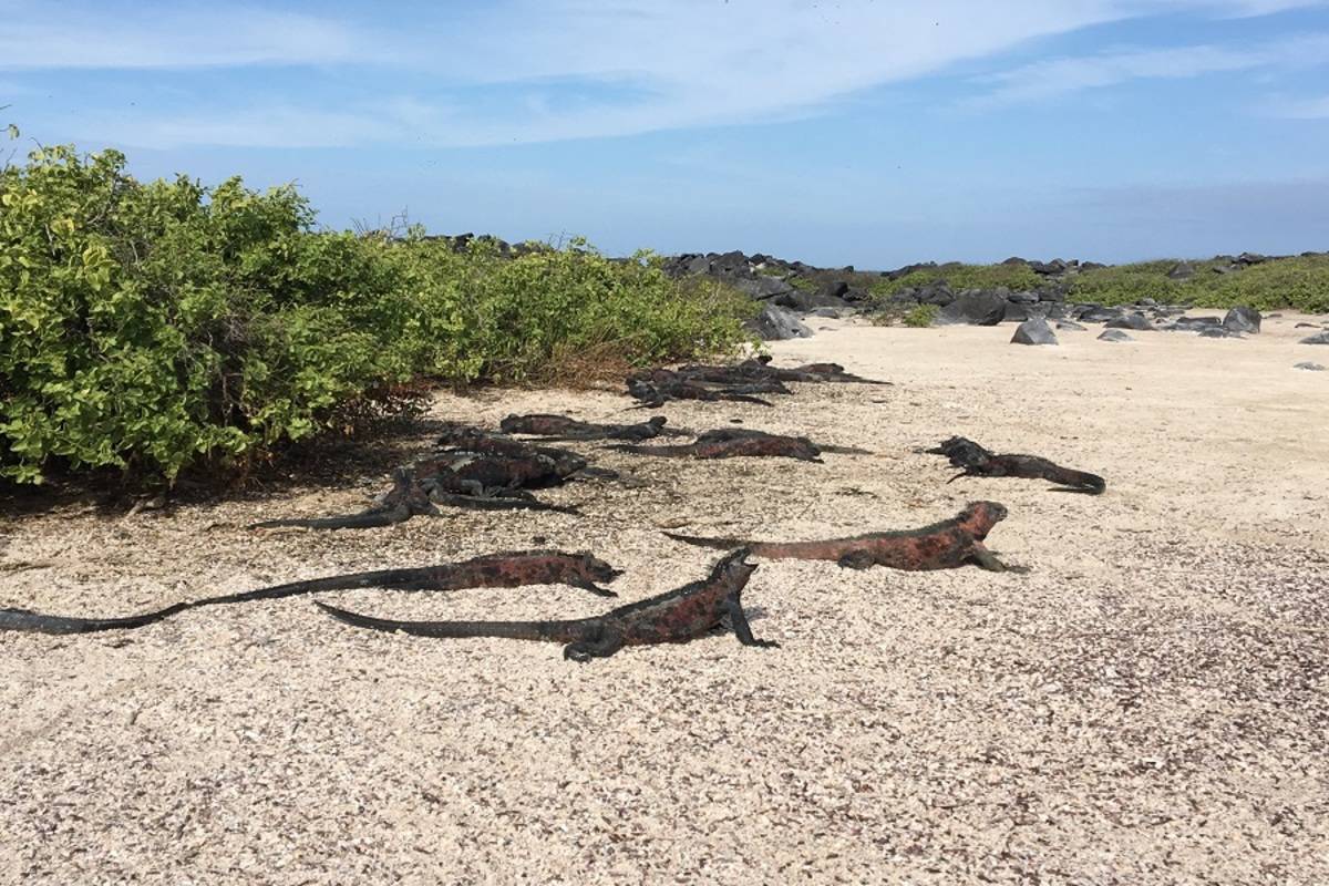 Northern Galapagos Islands (A)