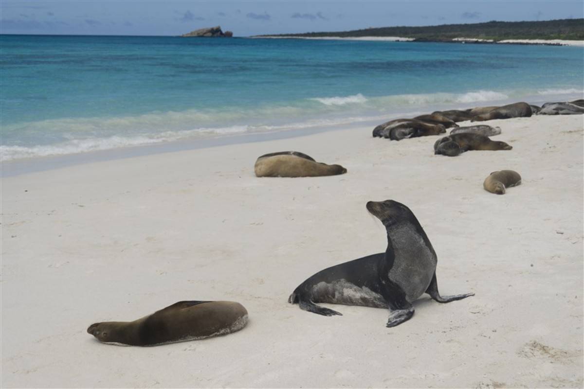 Southern, Eastern & Central Galapagos Islands