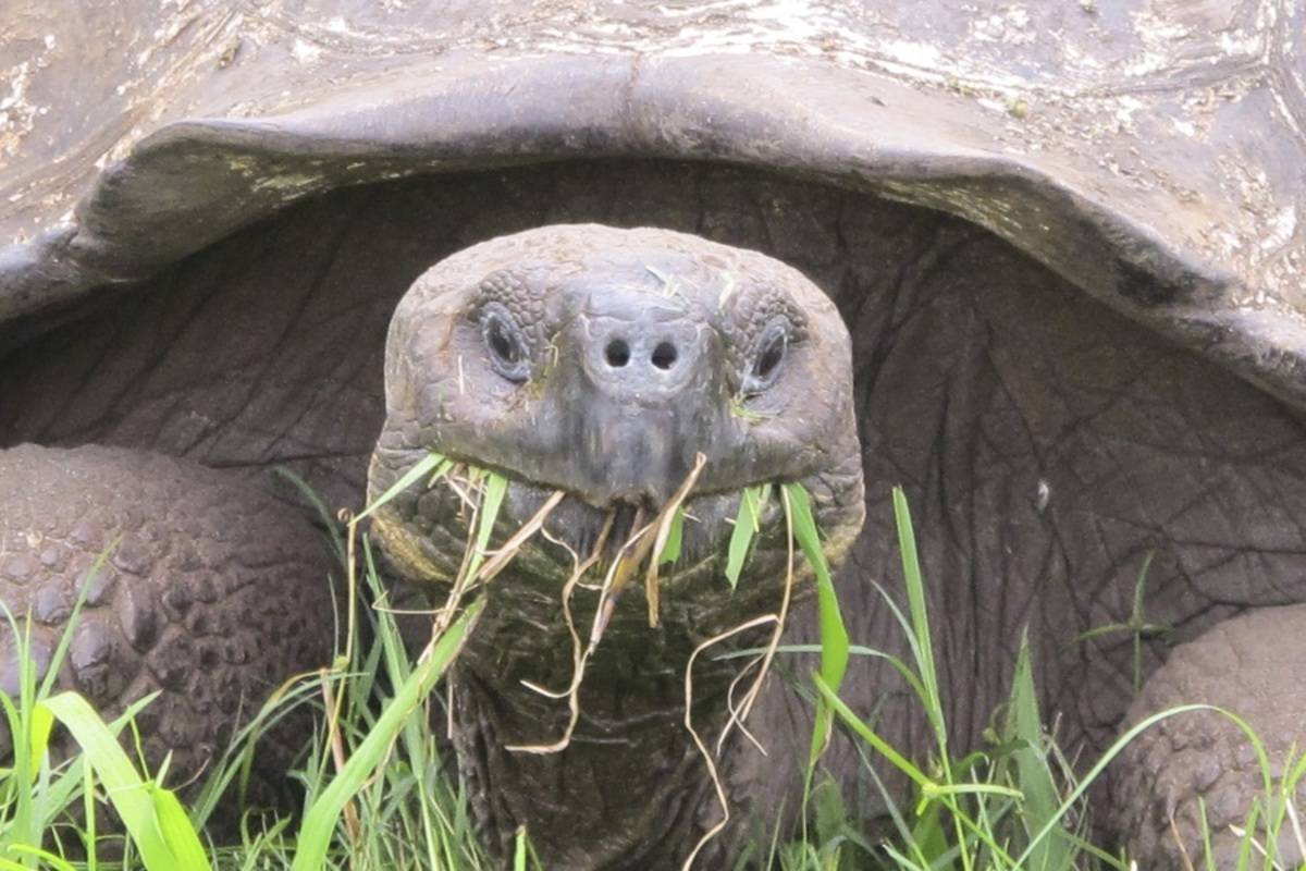 Central and Western Galapagos Islands