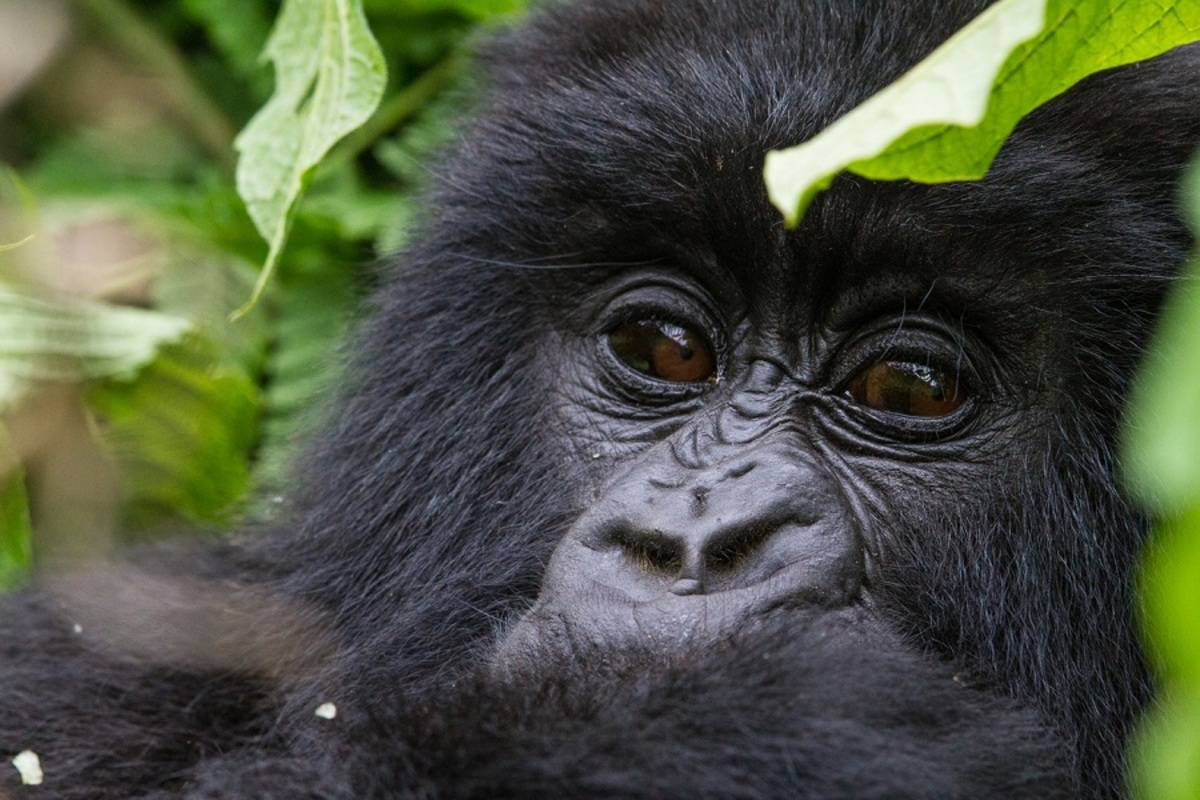 Rwanda Gorilla Safari