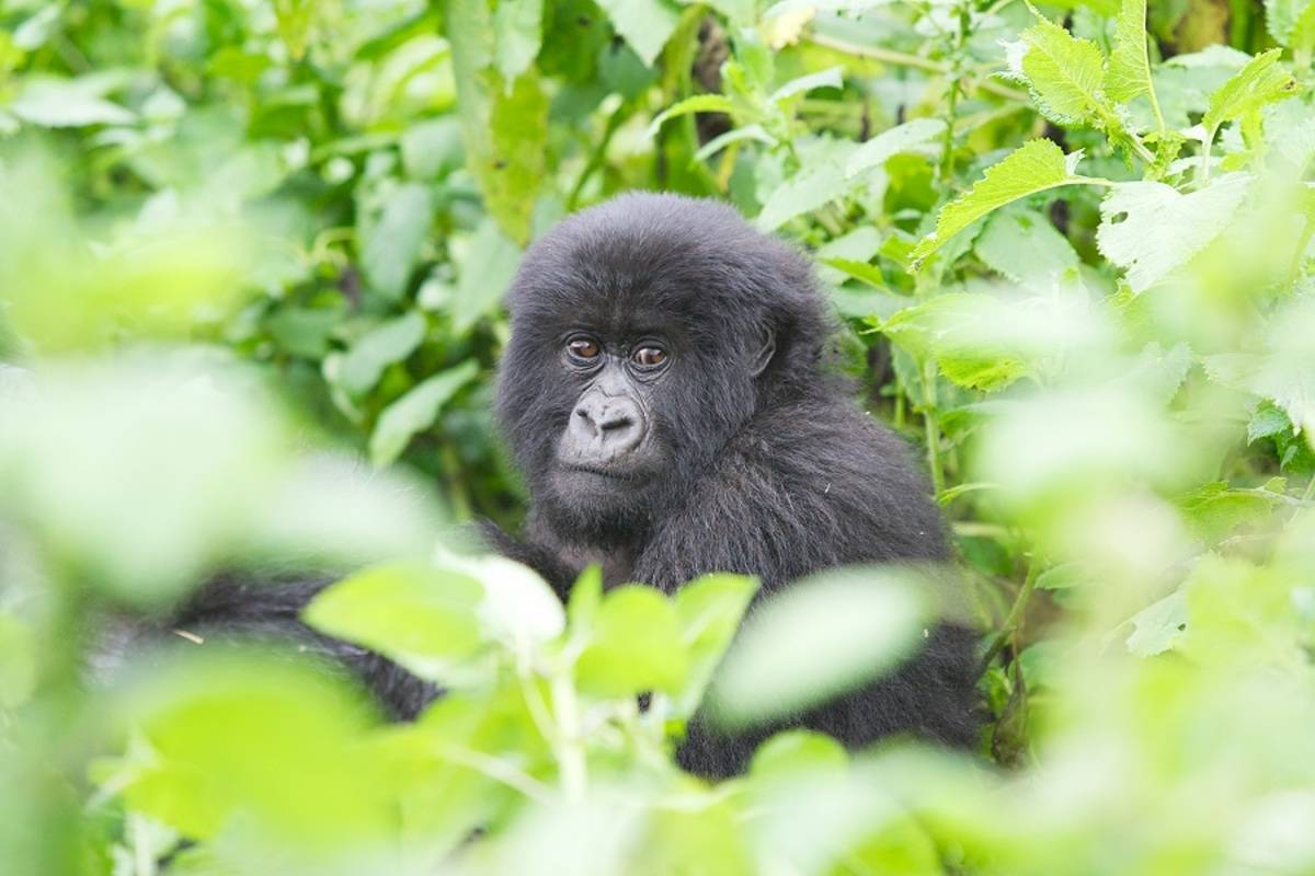 Uganda Gorilla Trekking Fly In Safari