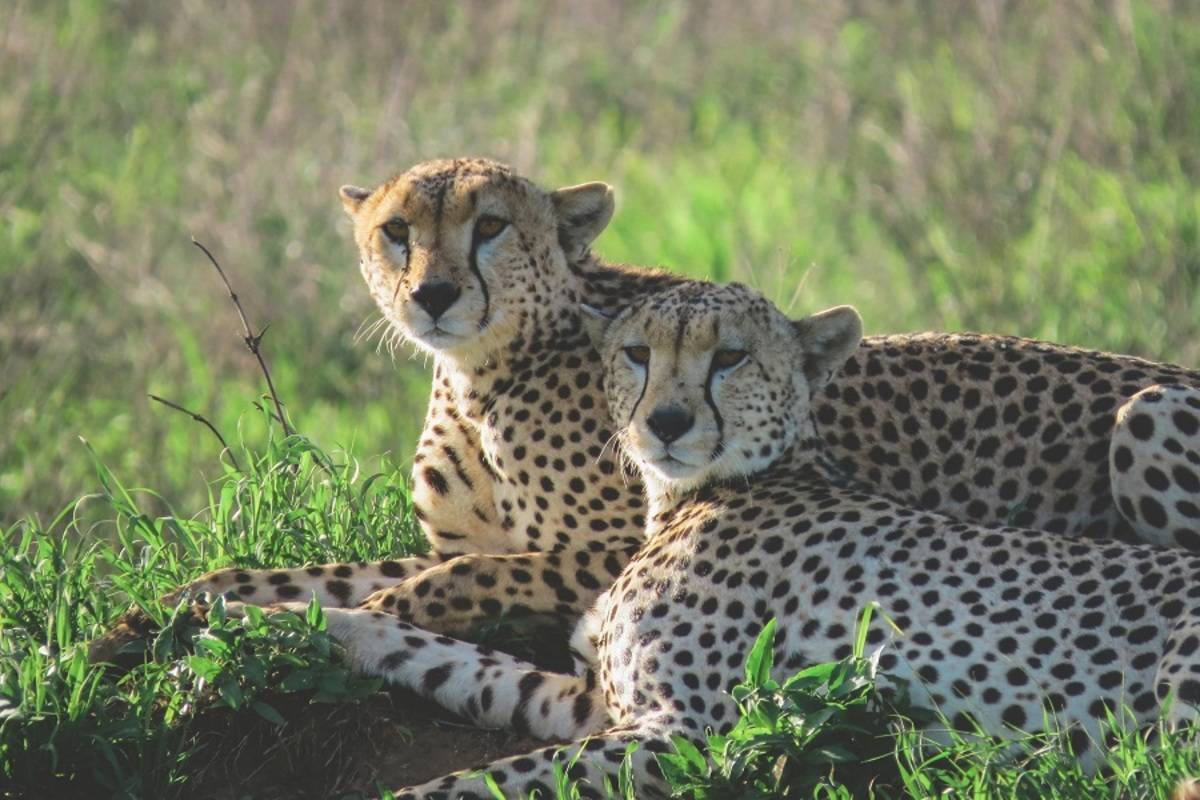 7 Day Luxury Tanzania Safari