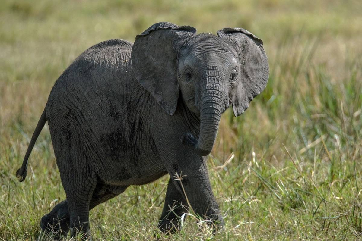 Kenya 'Out of Africa' Flying Safari & Beach