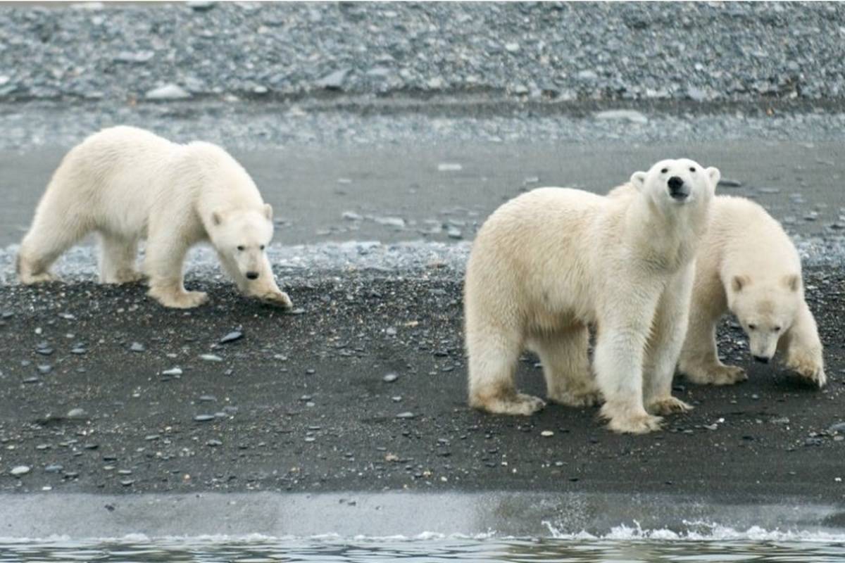 Wrangel Island - Across the Top of the World