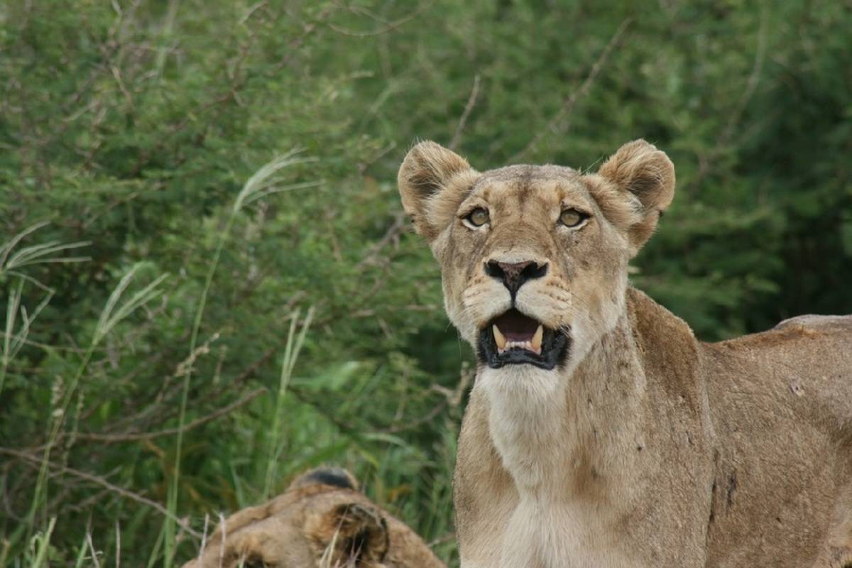 Kruger & Victoria Falls