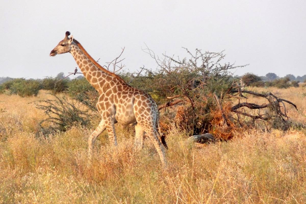 Okavango Wilderness Trail