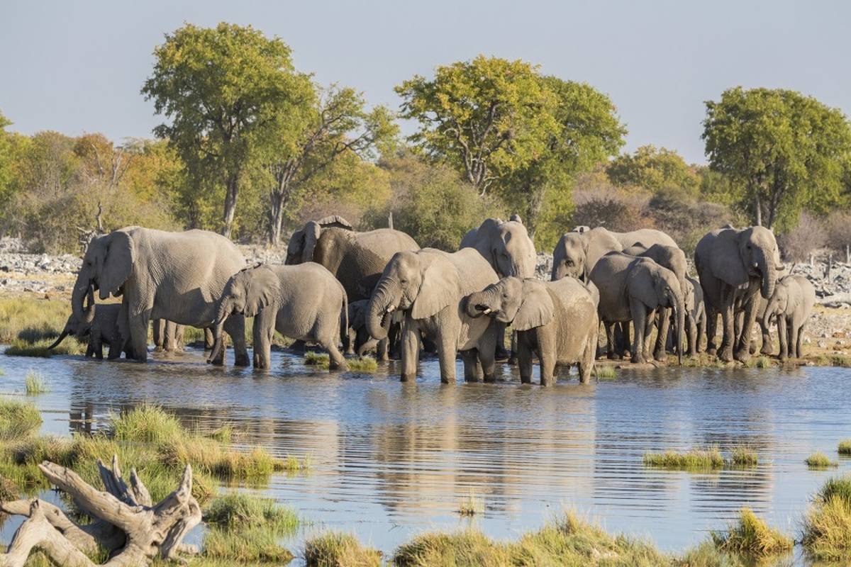 Etosha by Road