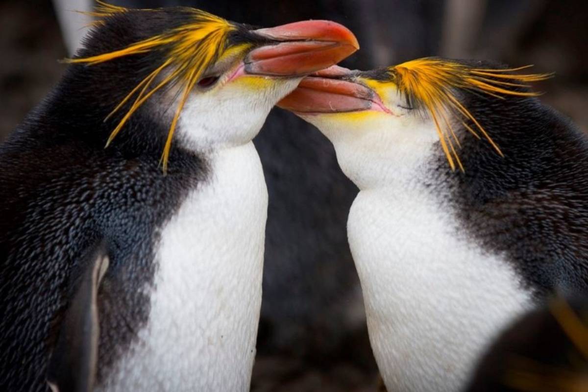 Galapagos of the Southern Ocean