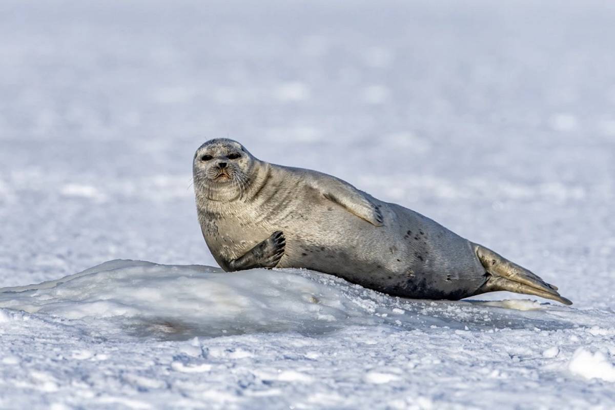 Norwegian Fjords & Realm of the Polar Bear