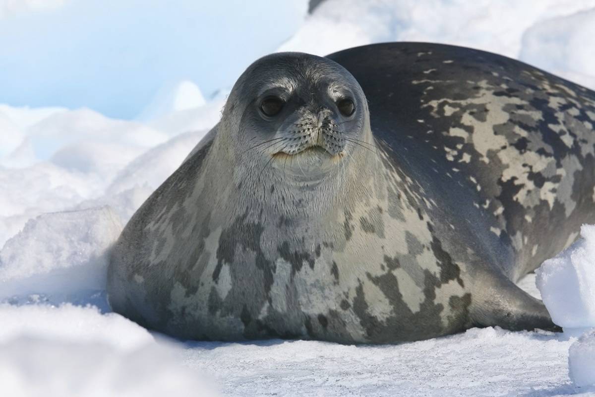 The Weddell Sea & South Sandwich Islands