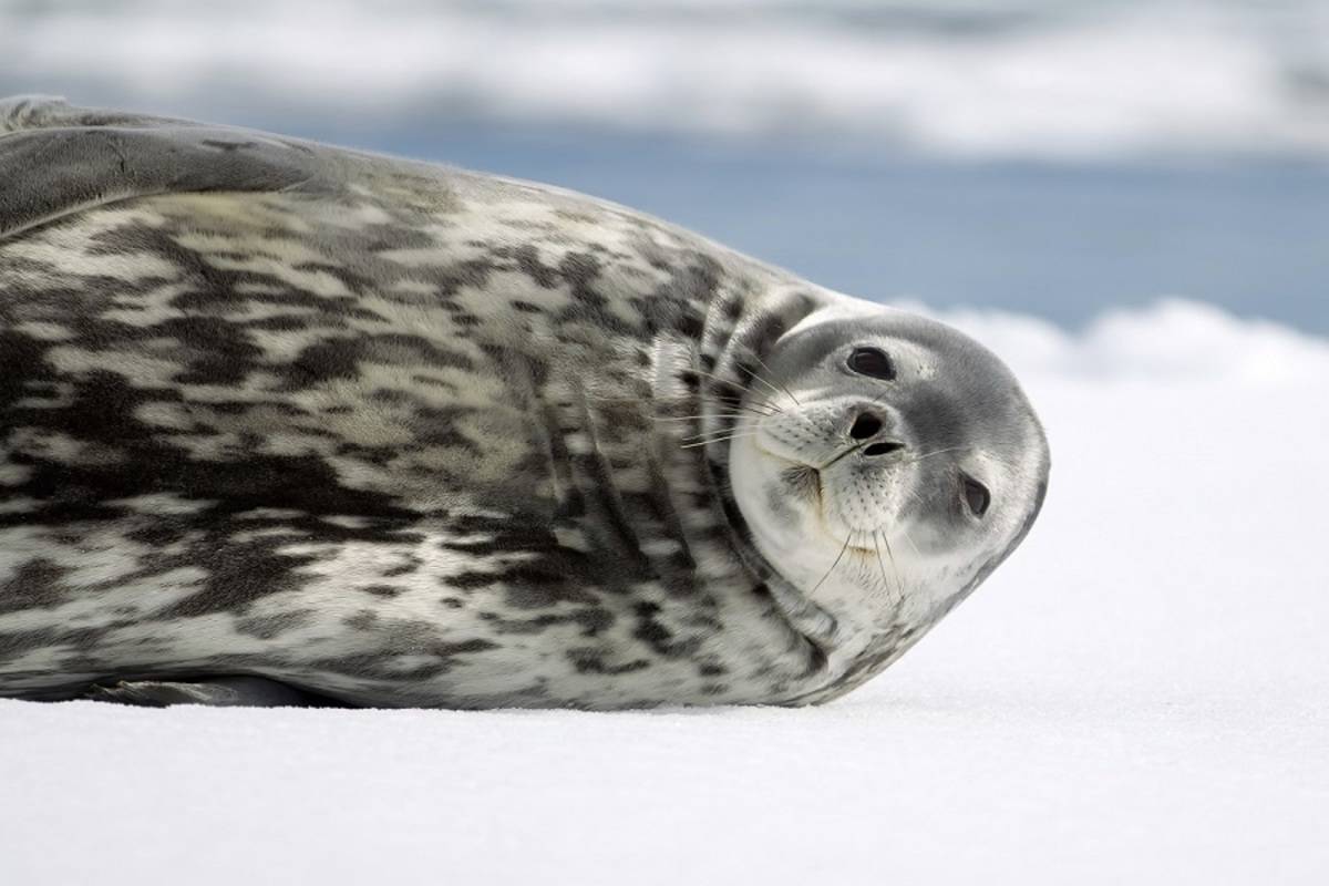 The Weddell Sea & Larsen Ice Shelf