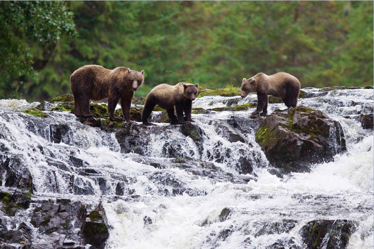 National Geographic Quest: Exploring Alaska's Coastal Wilderness: Sitka to Juneau