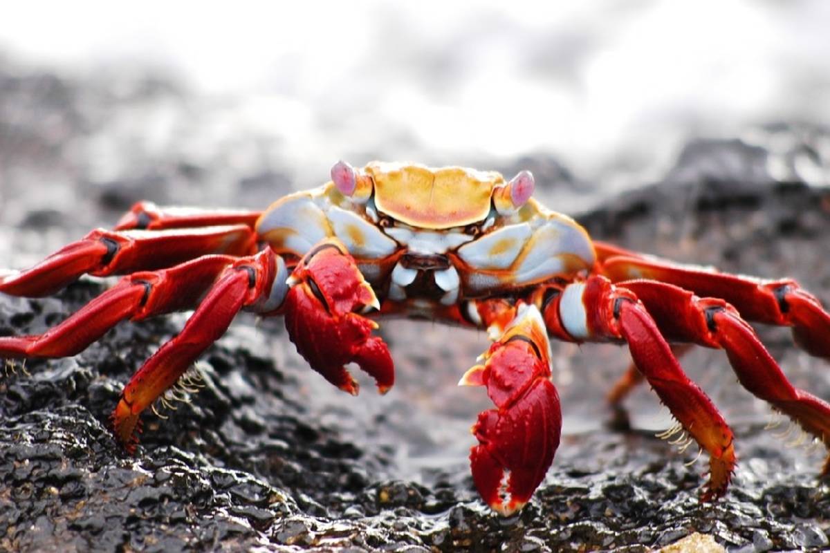 South Galapagos Islands