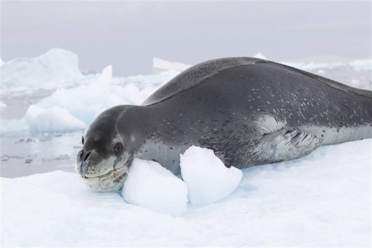 Across the Antarctic Circle - Christmas Voyage