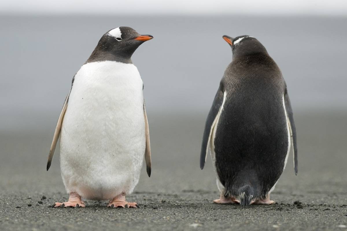 Falklands, South Georgia & Antarctica ex. Buenos Aires