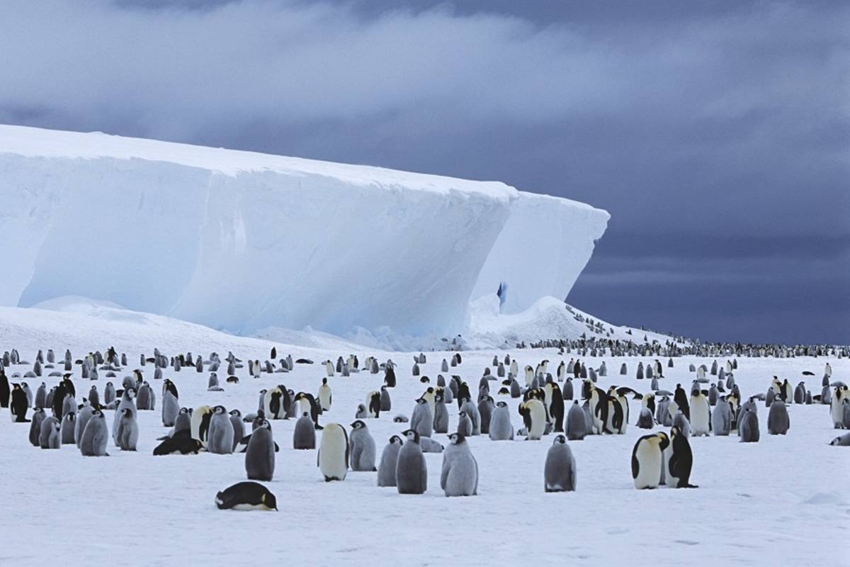 The Emperor Penguins of Bellingshausen Sea