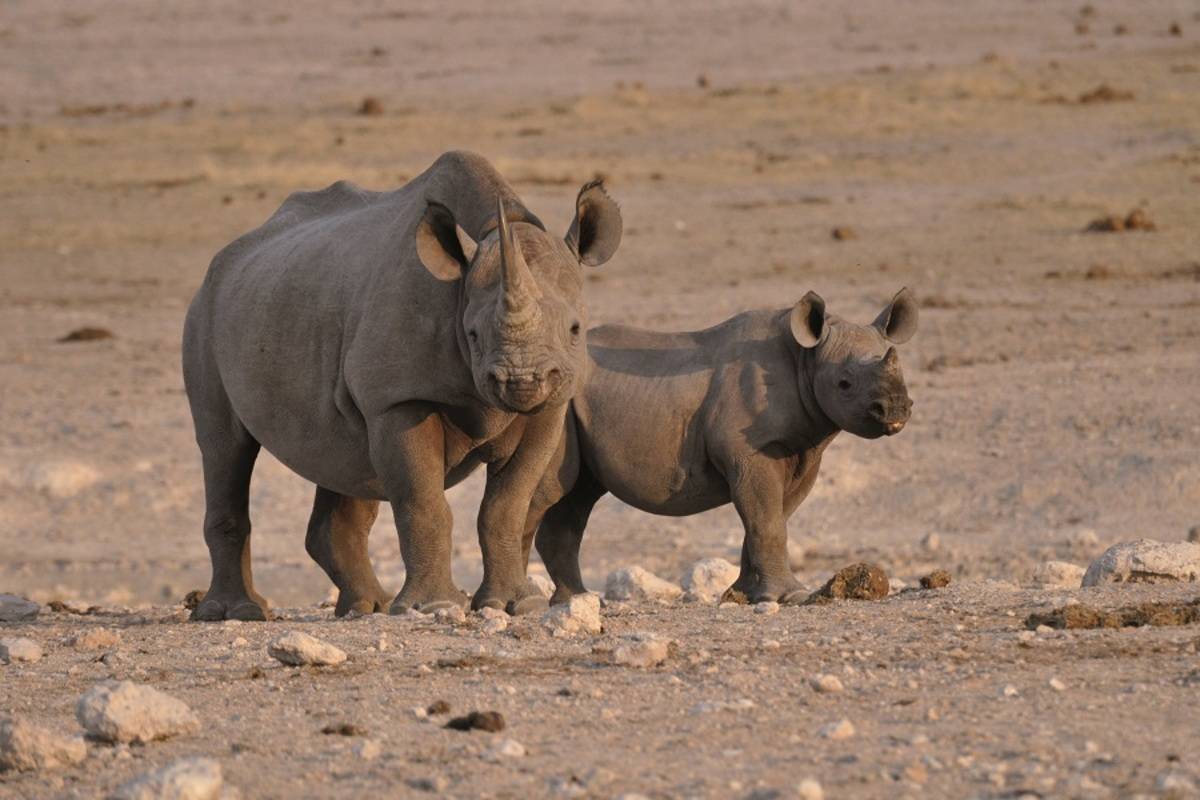 Extraordinary Namibia - Self Drive Tour