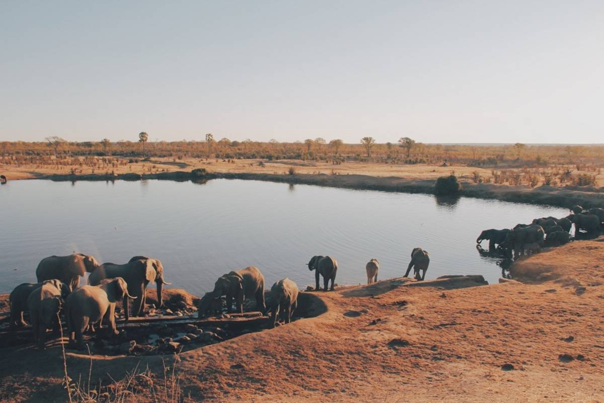 Victoria Falls & Hwange Safari