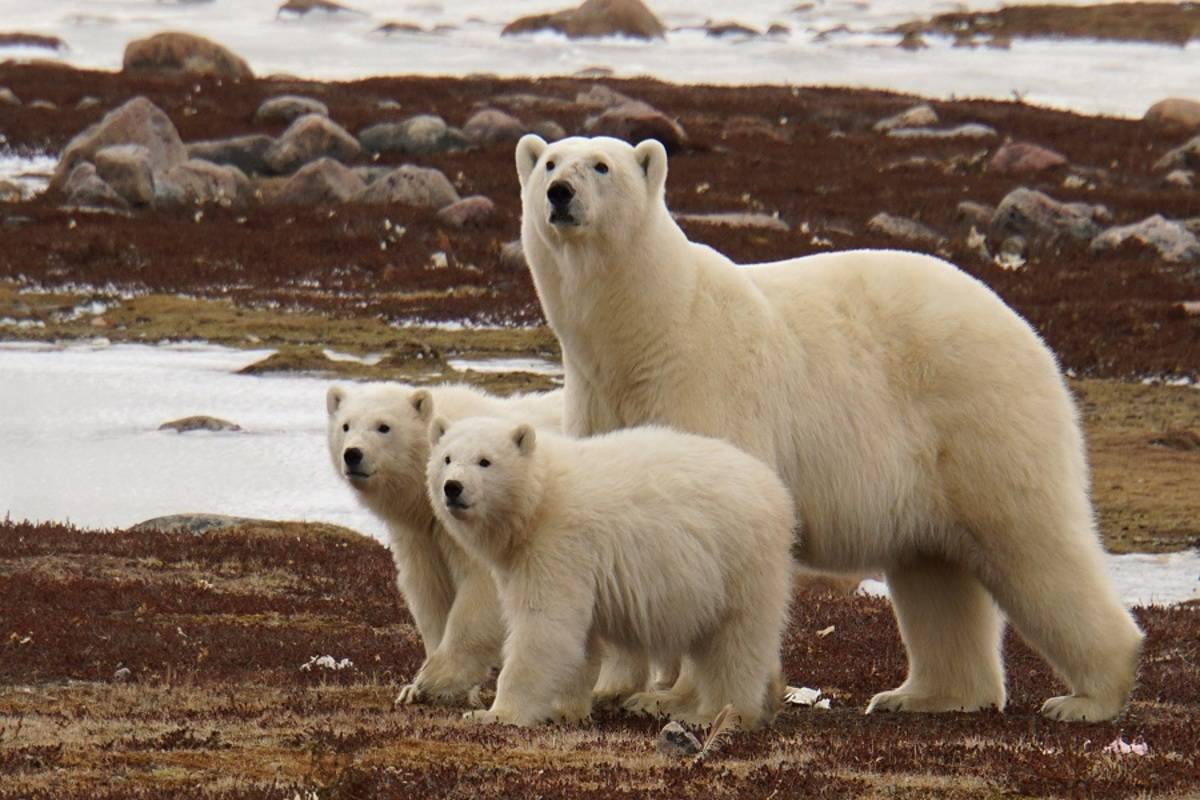 Polar Bear Migration Fly-In Safari