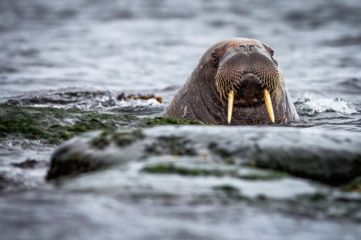 Spitsbergen Photography: In Search of Polar Bears