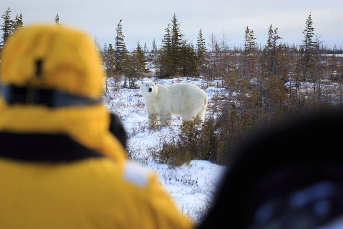 Great Ice Bear Adventure: Dymond Lake Eco-Lodge