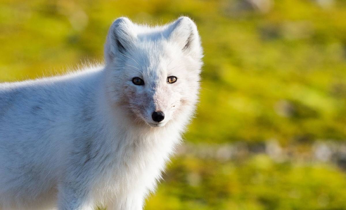 M/S Sjoveien: Expedition Svalbard