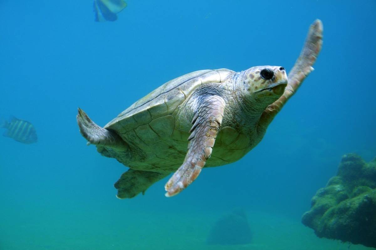 Galapagos Express Diving