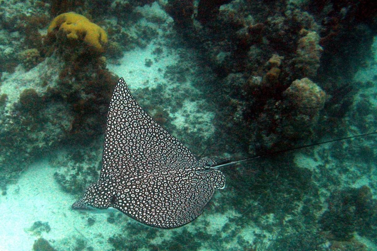 Galapagos Diving – San Cristobal & Santa Cruz