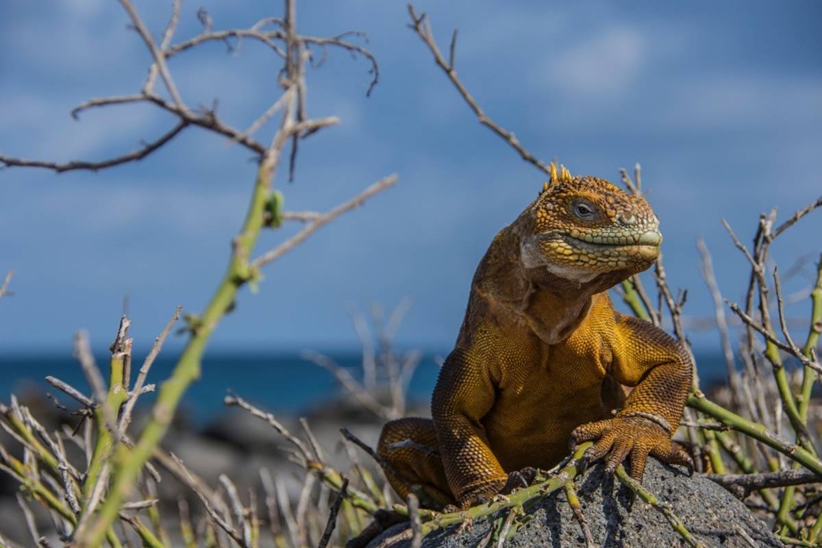 Western Galapagos Islands