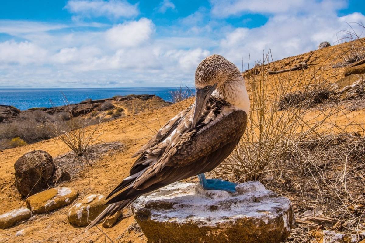 Northern Galapagos Islands