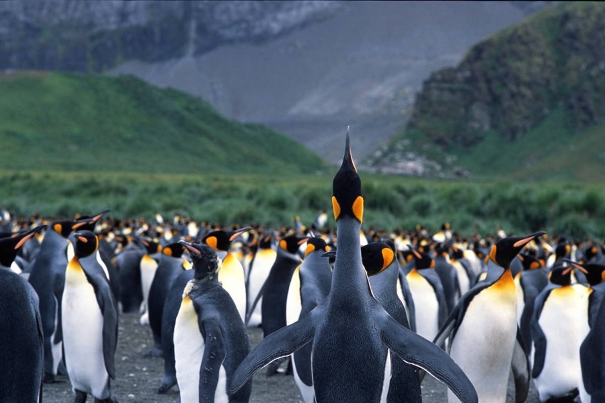 Falklands, South Georgia & Antarctica end Buenos Aires