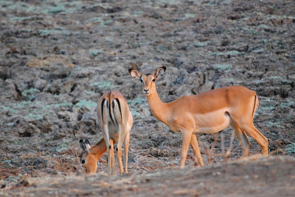 Wild Africa Safari