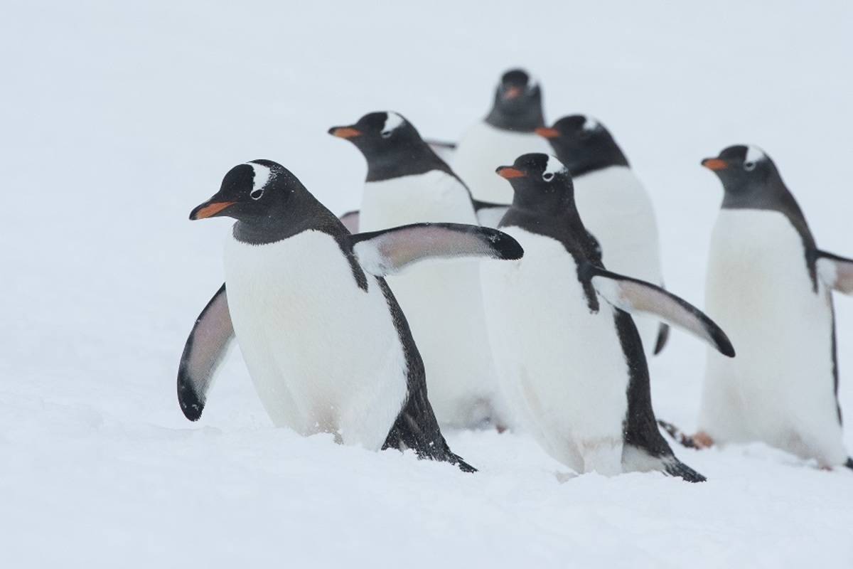 Antarctica & South Georgia Fly/Sail Cruise