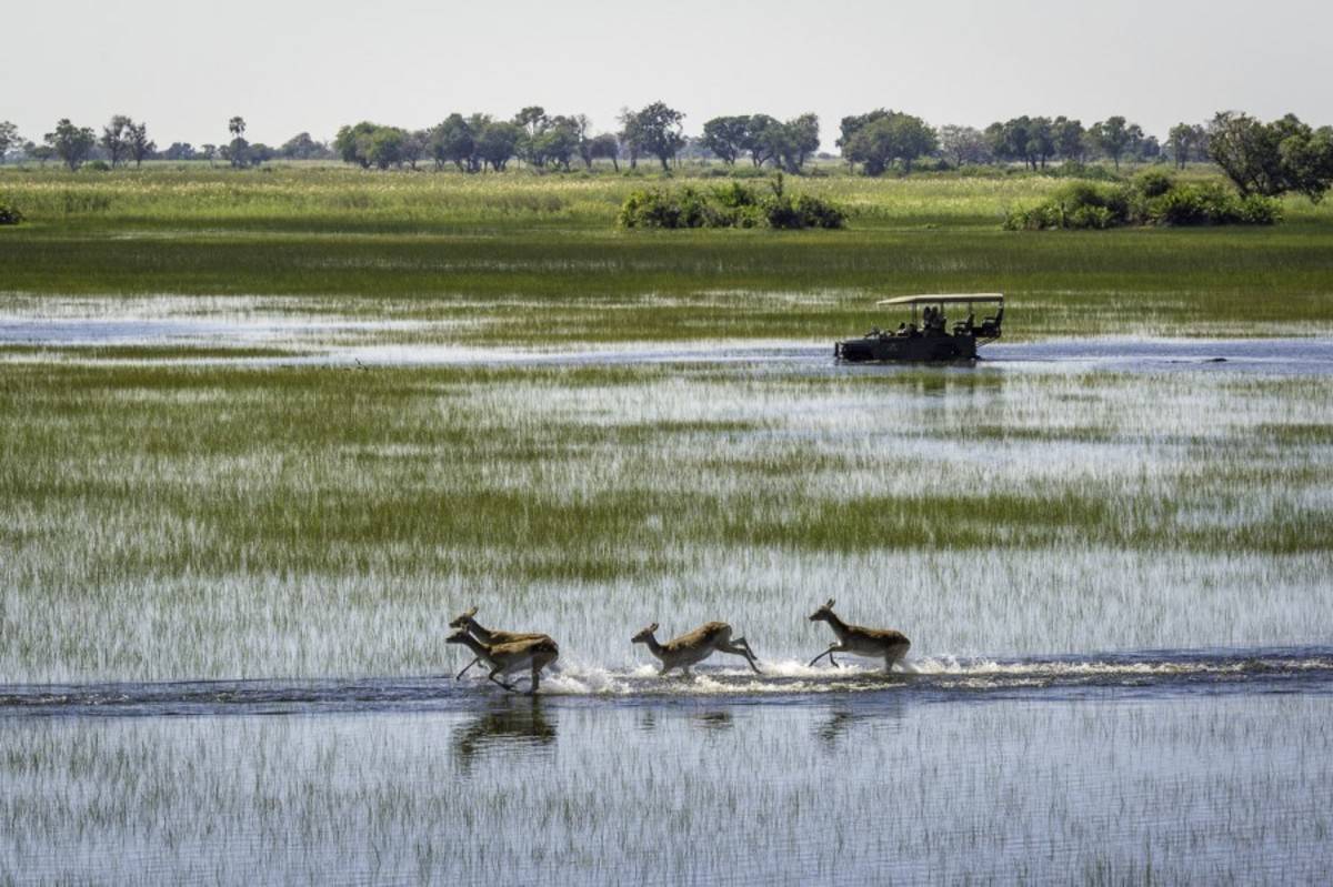 Magic of Okavango Flying Safari