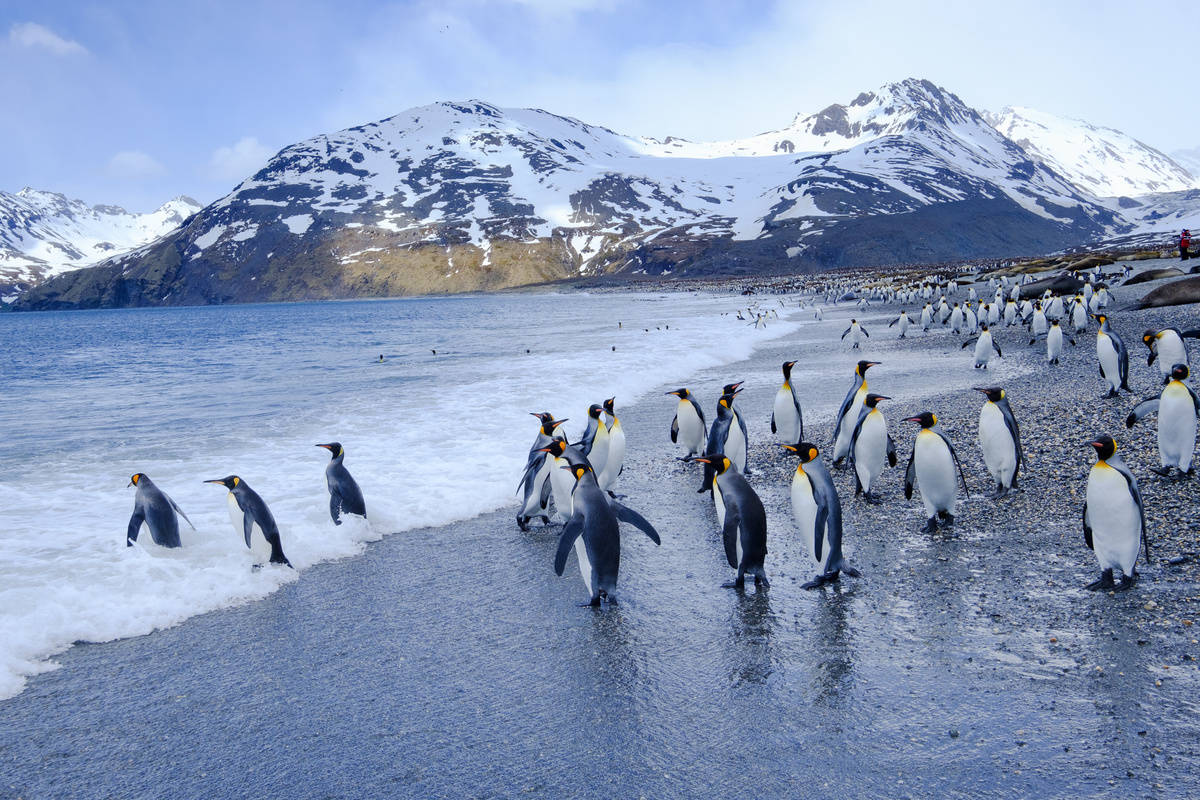 Falklands, South Georgia & Antarctica ex. Puerto Madryn