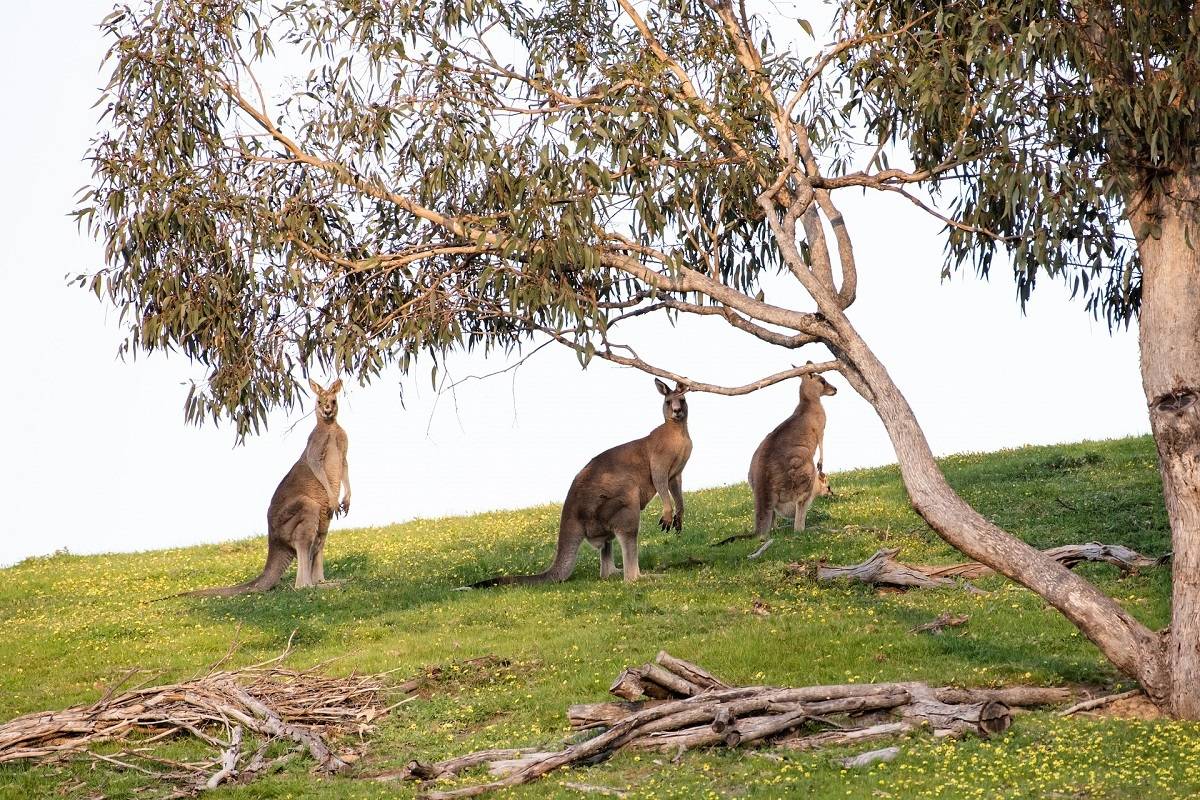 Eyre Peninsula Discovery