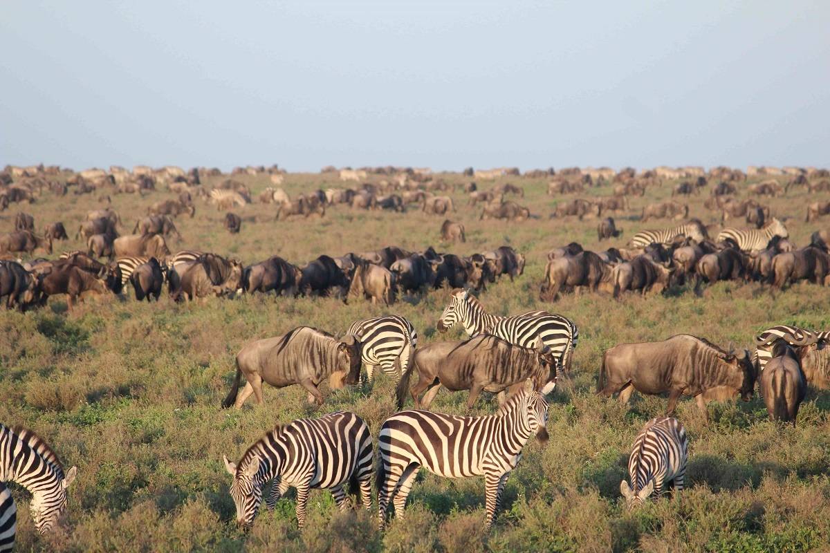 East Africa Migration Discoverer - reverse 