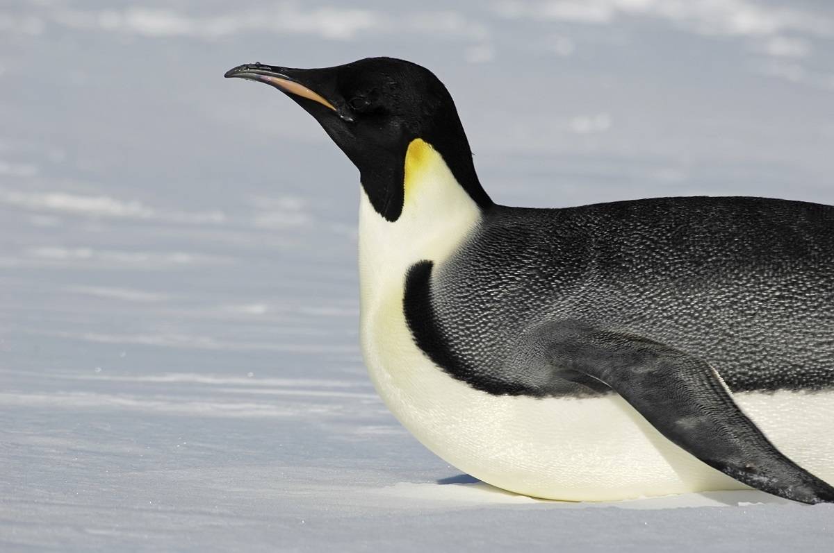 Antarctica - Discovery and Learning Voyage