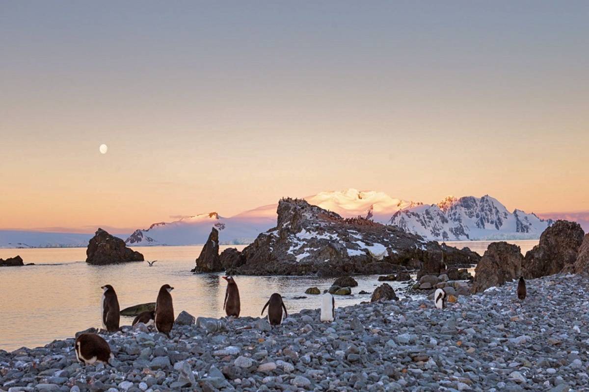 Antarctica, South Georgia & The Falklands